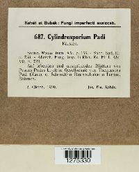Cylindrosporium padi image