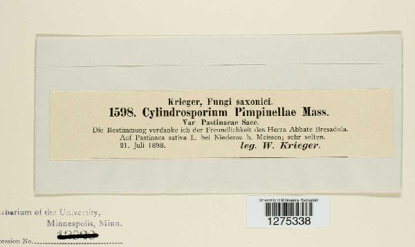 Cylindrosporium pimpinellae image
