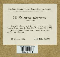 Cytospora microspora image