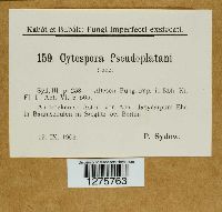 Cytospora pseudoplatani image