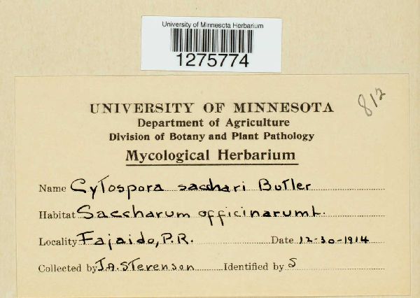 Cytospora sacchari image
