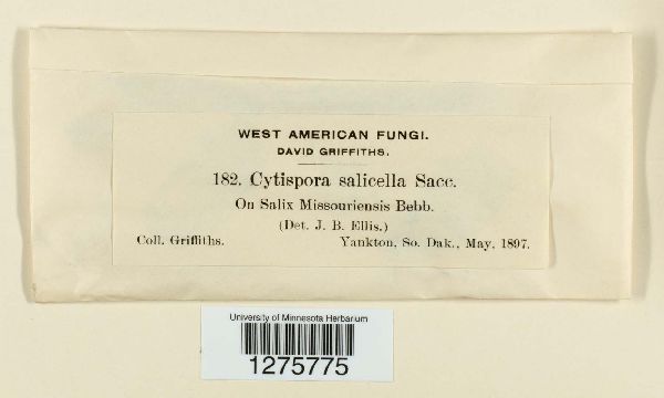 Cytospora salicella image