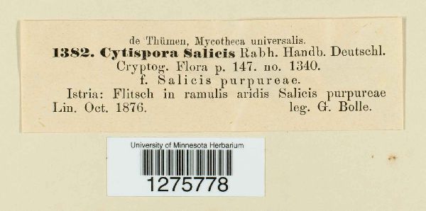 Cytospora salicella image