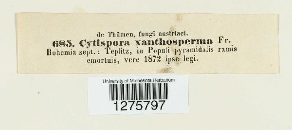 Cytospora xanthosperma image