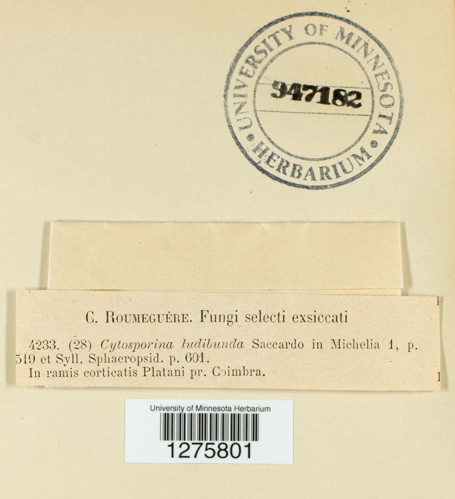 Cytospora ludibunda image