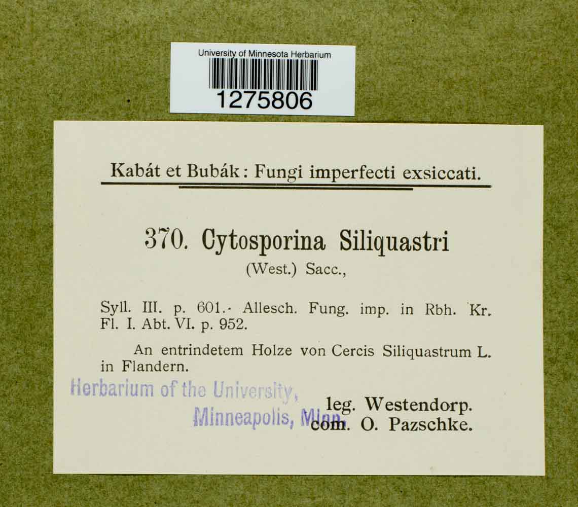 Cytosporina siliquastri image