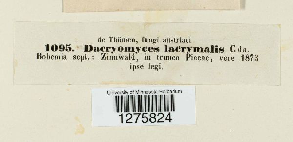 Dacrymyces lacrymalis image