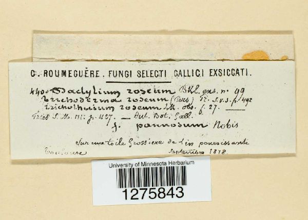 Dactylium helminthosporii image