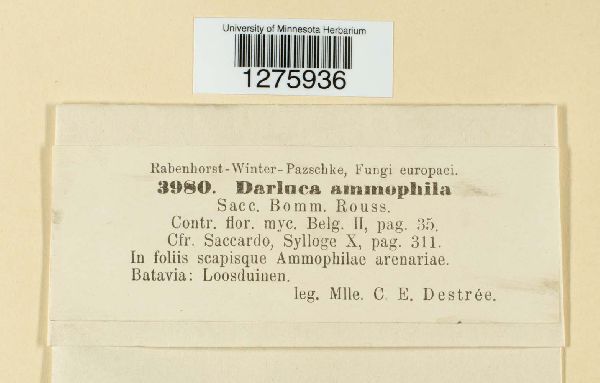 Darluca ammophila image