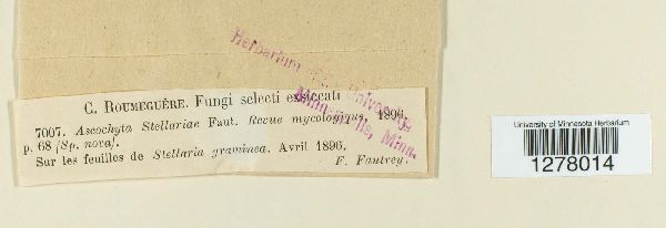 Ascochyta stellariae image