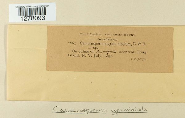 Camarosporium graminicola image