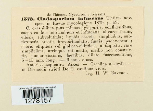 Dendryphiella infuscans image