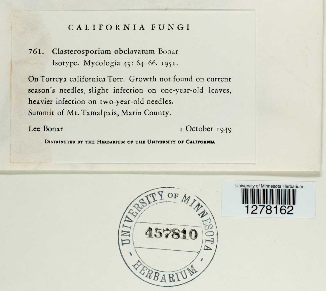 Clasterosporium obclavatum image