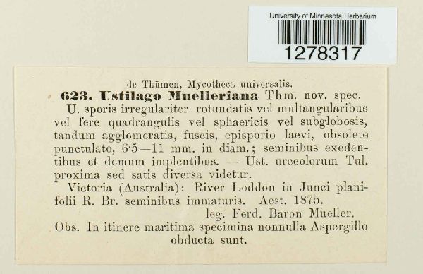 Ustilago muelleriana image