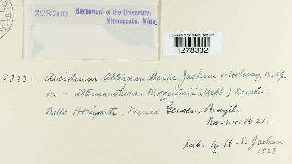 Aecidium alternantherae image