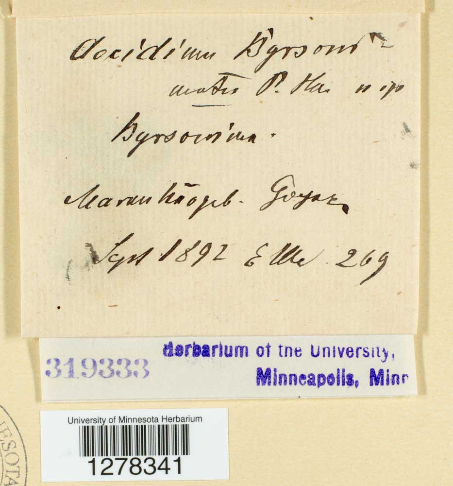 Aecidium byrsonimatis image