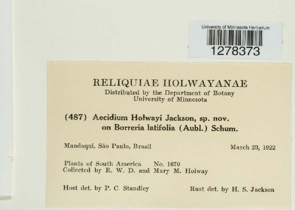 Aecidium holwayi image