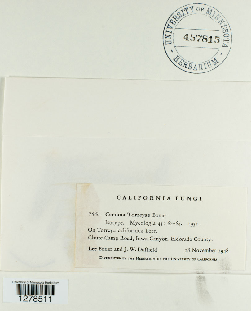 Caeoma torreyae image