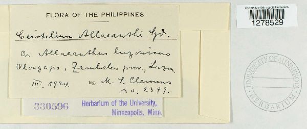 Cerotelium allaeanthi image