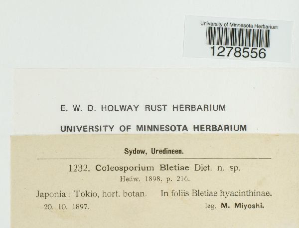 Coleosporium bletiae image
