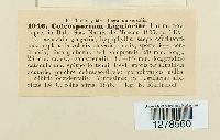 Coleosporium ligulariae image