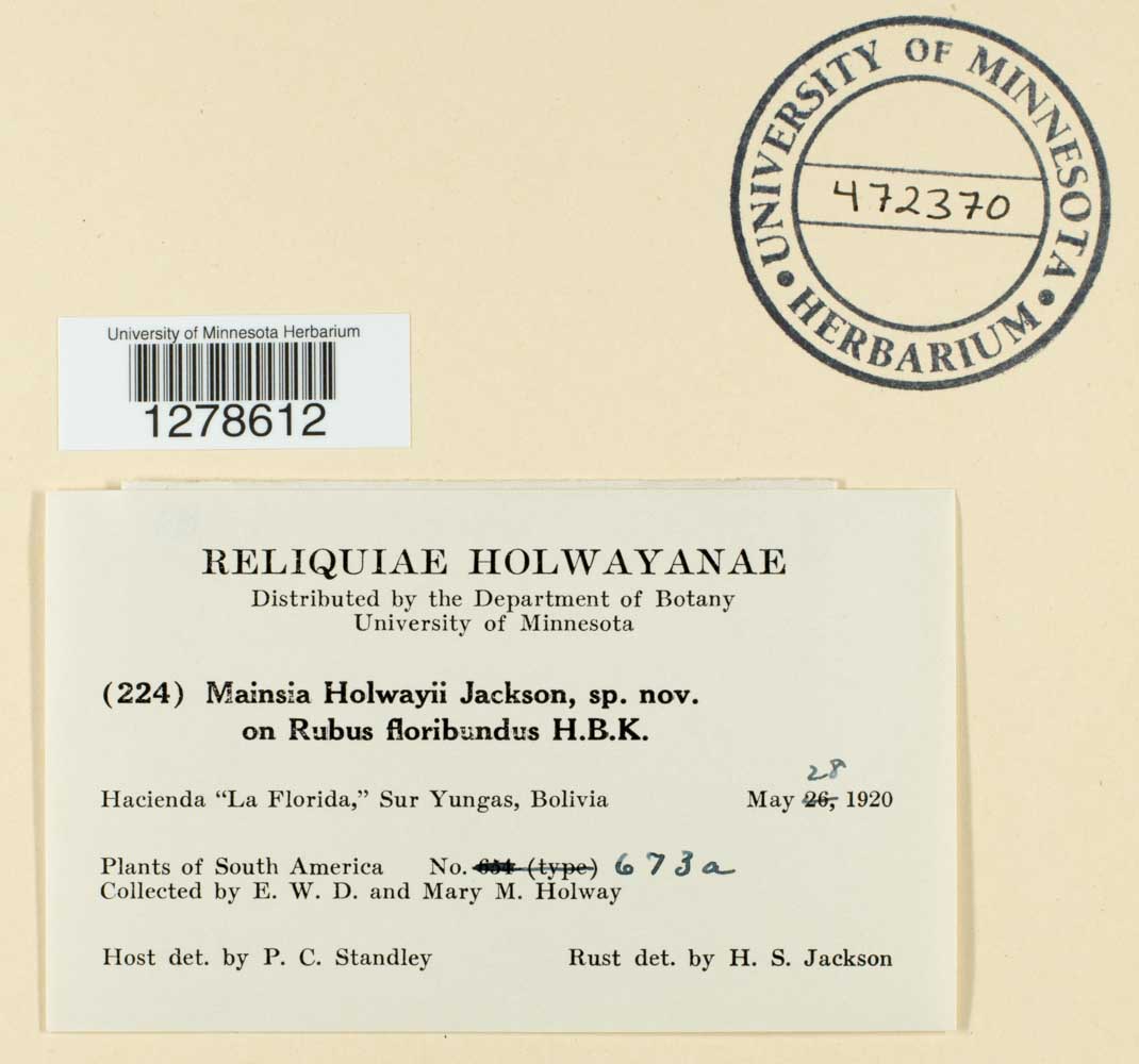 Gerwasia holwayi image