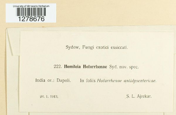 Hemileia holarrhenae image