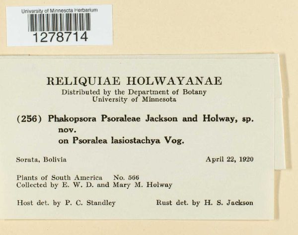 Phakopsora psoraleae image