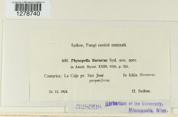 Physopella burserae image