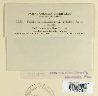 Pileolaria patzcuarensis image