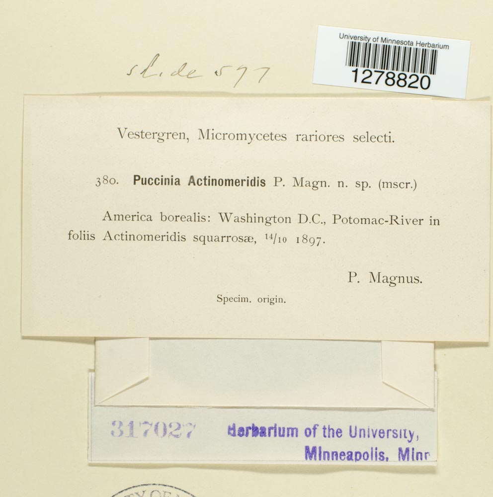 Puccinia actinomeridis image
