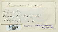 Puccinia calcitrapae image