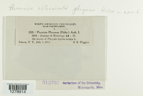 Puccinia extensicola-phrymae image