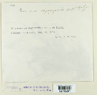 Puccinia aegopogonis image