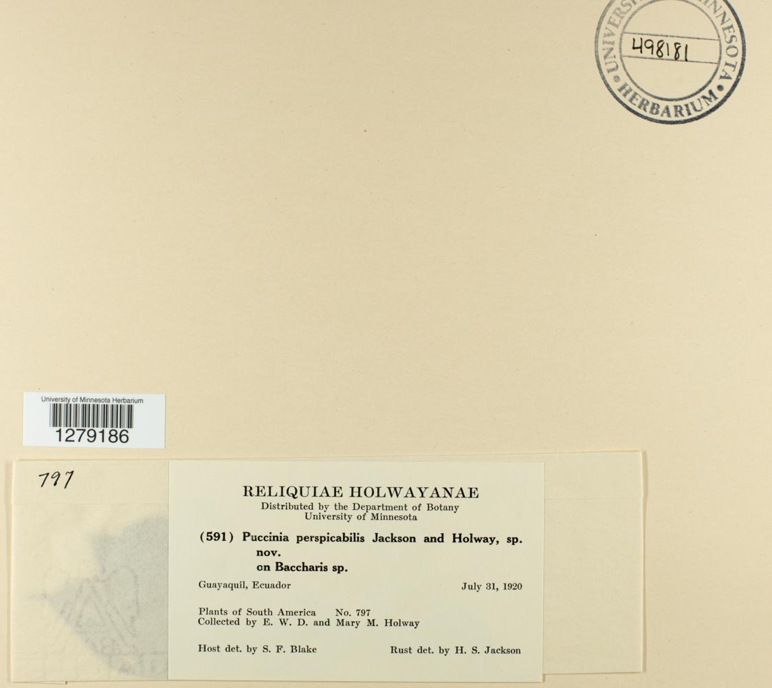 Puccinia perspicabilis image