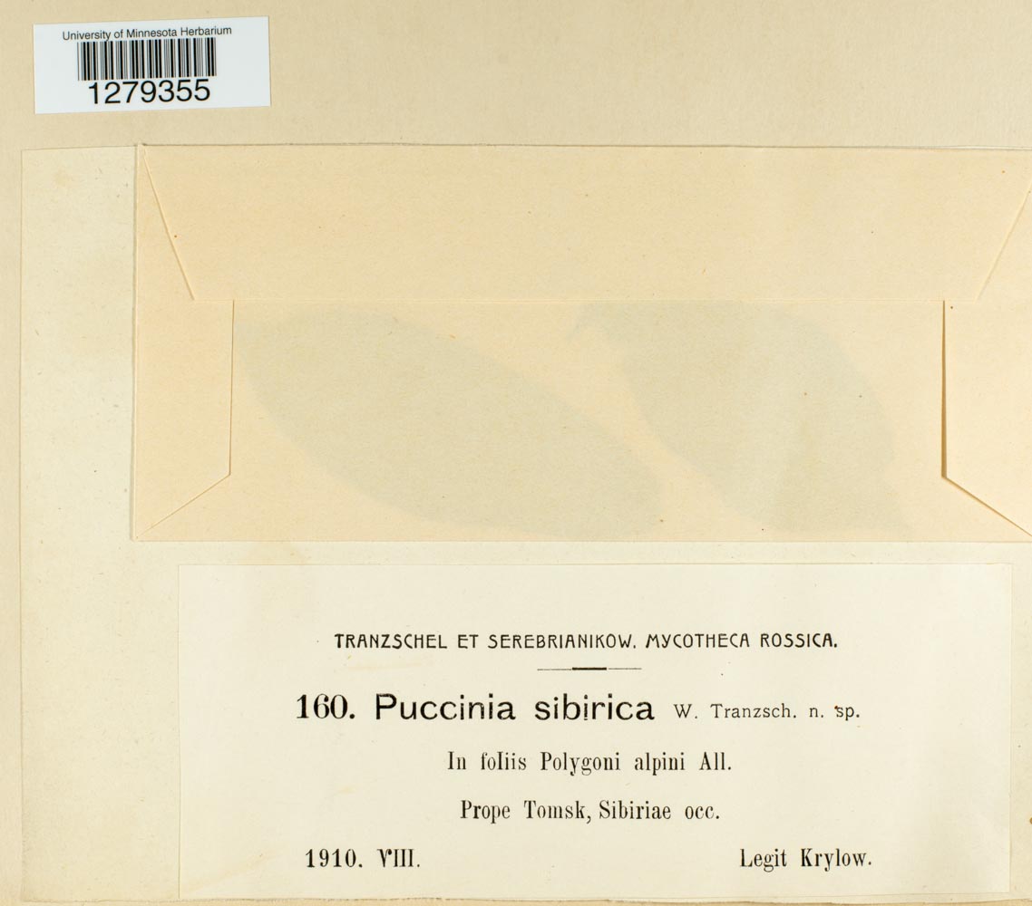Puccinia sibirica image