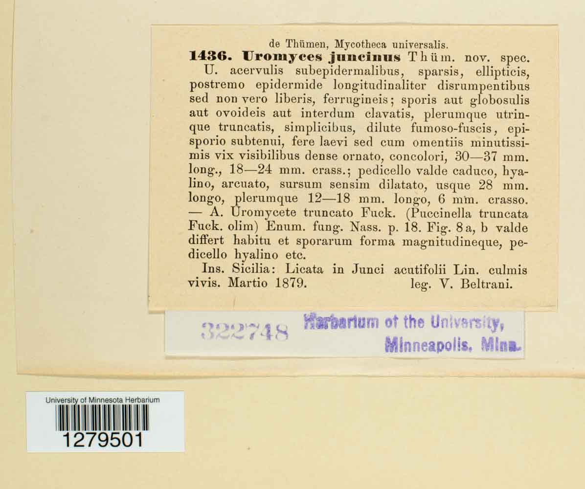 Uromyces juncinus image
