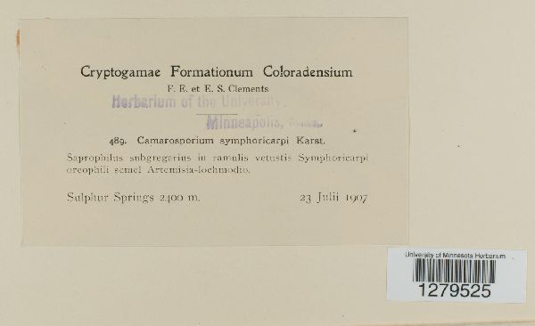 Camarosporium symphoricarpi image