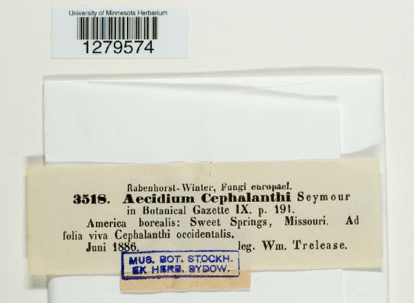 Aecidium cephalanthi image