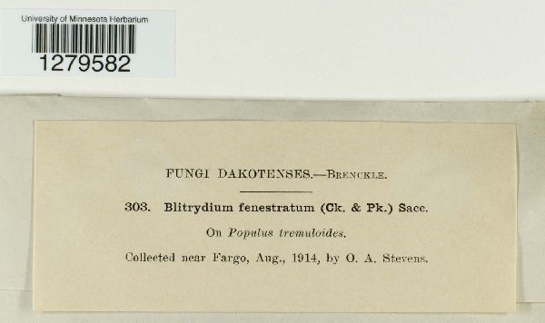 Blitridium fenestratum image