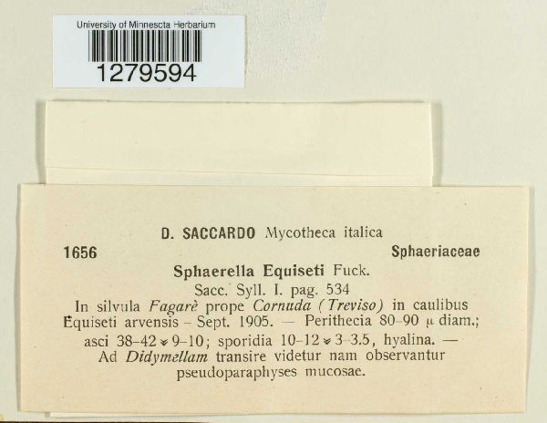 Mycosphaerella equiseti image