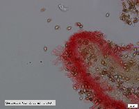 Hebeloma leucosarx image