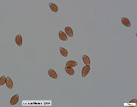 Hebeloma leucosarx image