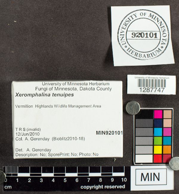 Xeromphalina image