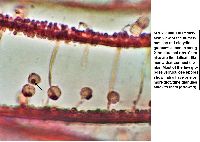 Cribraria cancellata image