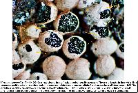 Physarum didermoides image
