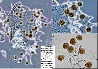 Physarum didermoides image