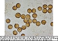 Physarum didermoides image