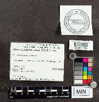 Glomus macrocarpum image