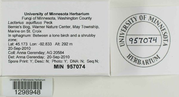 Lactarius helvus image